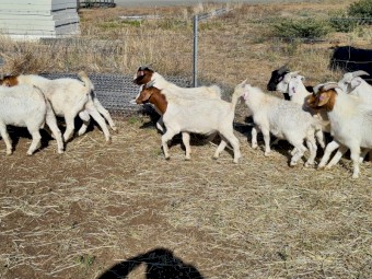 Boer Goats x 80