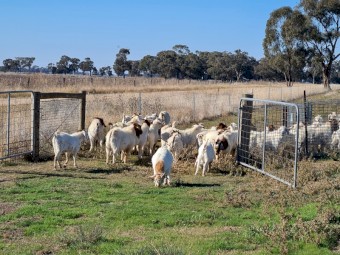 Boer Goats x 80