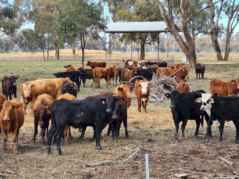 Mixed breed Beef Cattle Heifers x 50
