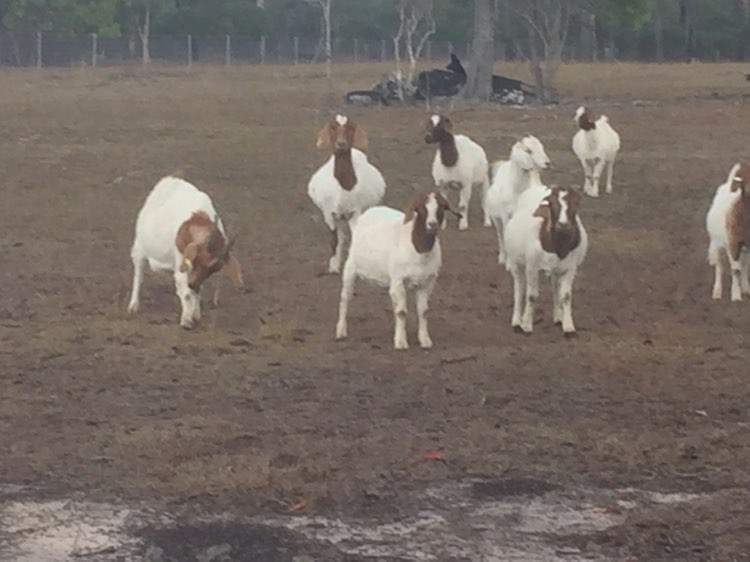 60 Female Boer goats