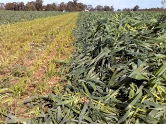 500mt Oaten Hay 600kg+ 8x4x3 Bales