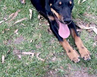 Kelpie Male 9 Months Old