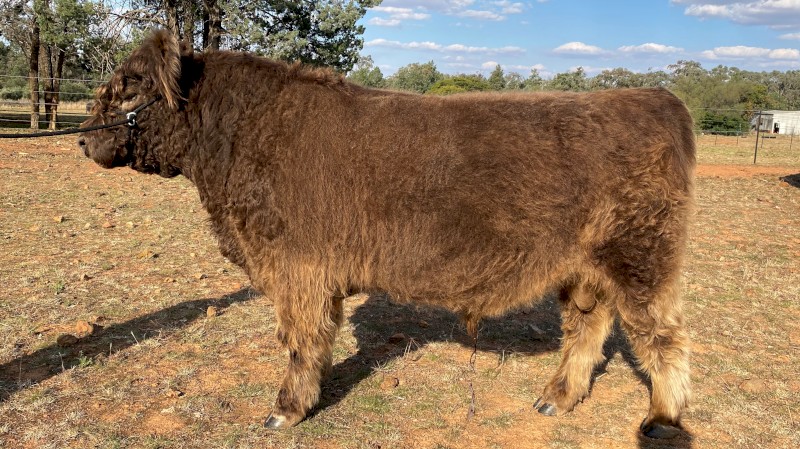 Stud Galloway Bull