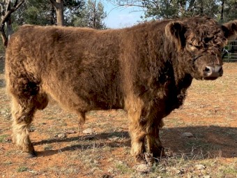 Stud Galloway Bull