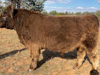Stud Galloway Bull
