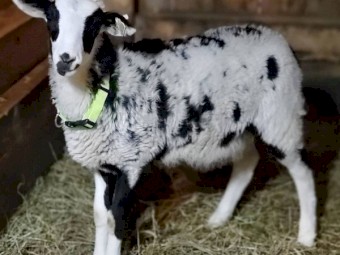 Healthy Boer And Nubian Goats  For Sale At Moderate Prices 