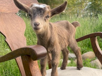 Young And Healthy Boer, Nubian Goats for Sale