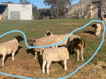 4 Dorper Ewe lambs, 