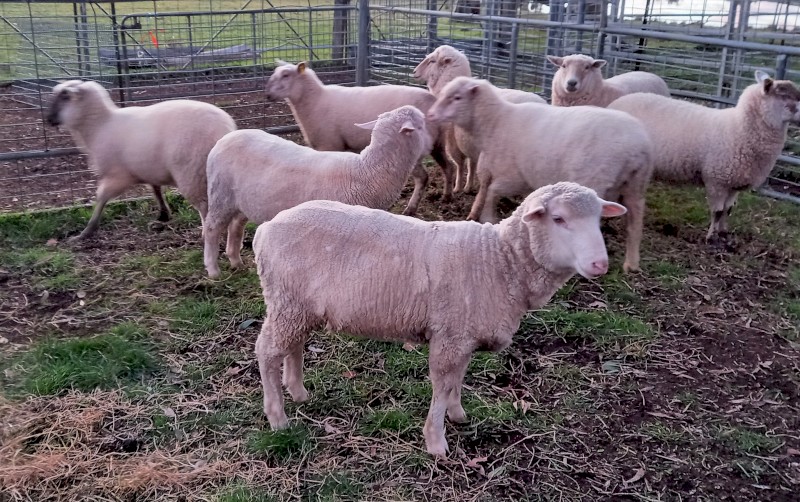 EWES in LAMB 1ST CROSS EWES MERINO x SUFFOLK HOGGETS 