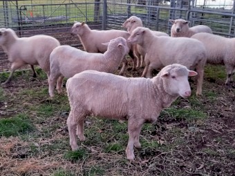 EWES in LAMB 1ST CROSS EWES MERINO x SUFFOLK HOGGETS 