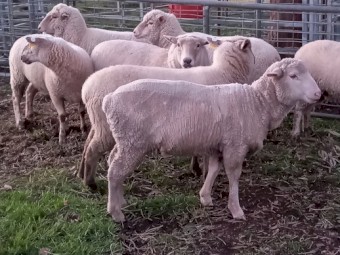 EWES in LAMB 1ST CROSS EWES MERINO x SUFFOLK HOGGETS 