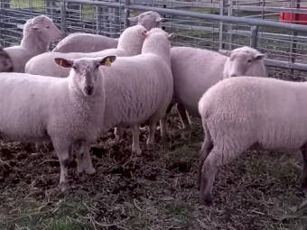 EWES in LAMB 1ST CROSS EWES MERINO x SUFFOLK HOGGETS 