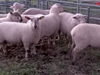 EWES in LAMB 1ST CROSS EWES MERINO x SUFFOLK HOGGETS 