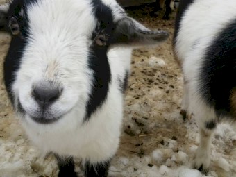 Best Quality Live Sheep, Goats, Cattle ( steer, cows & calf) For Sale