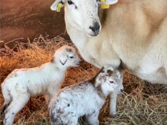 100% Full Blood Nubian/Boer Goats & Healthy Ketahdin Sheep For Sale