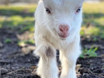 Purebred Nubian Dairy & Boer Goat Buckling for Sale