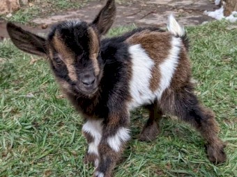 Healthy Boer/Nubian Billy Goat Kids for sale