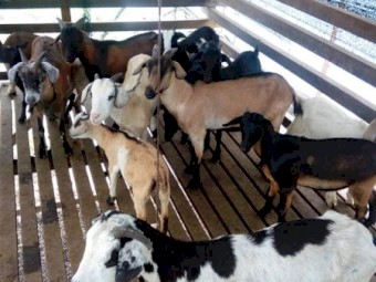 Purebred Mini Nubian Bucks & Does For Sale