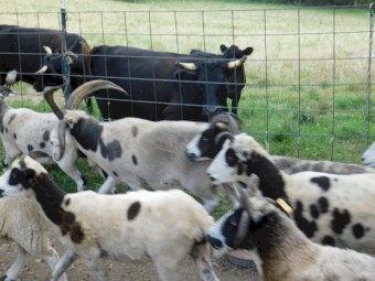 Healthy Boer/Nubian Billy Goat Kids For Sale