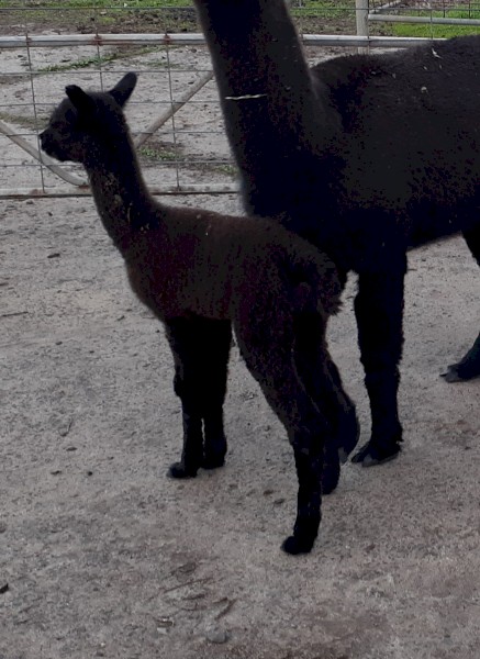 Black Male Alpaca Cria