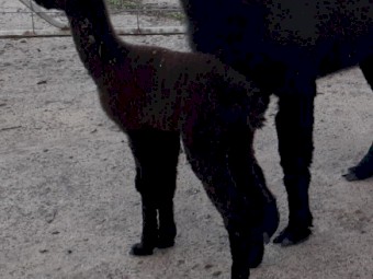 Black Male Alpaca Cria