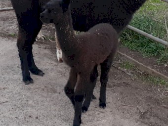 Black Male Alpaca Cria