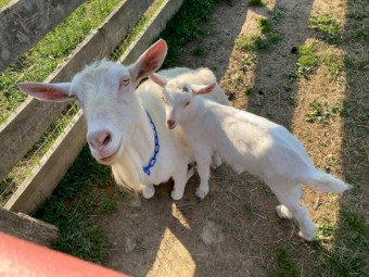 100% Full Blood Boer/Nubian Goats, Cattle, Cows, Live Sheep, Lambs, Ewes & Rams