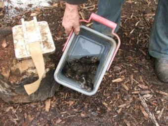 Ever-Set multi catch Mouse Trap