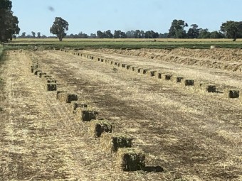 Pure Balansa Clover small square bales