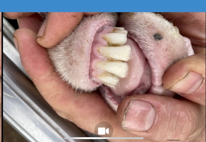 Maiden MPM ewes with Glendemar lambs at foot