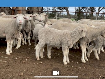 Maiden MPM ewes with Glendemar lambs at foot
