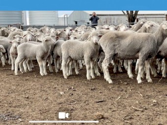 Maiden MPM ewes with Glendemar lambs at foot
