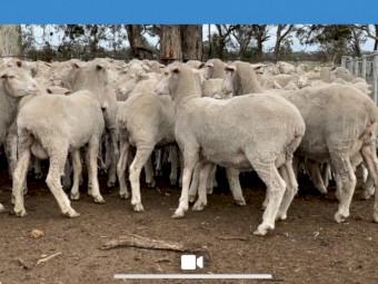 Maiden MPM ewes with Glendemar lambs at foot