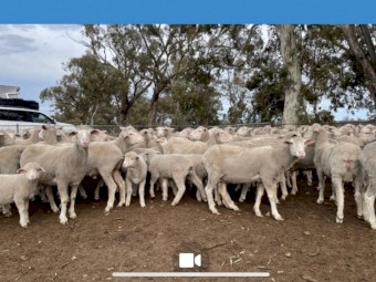 Maiden MPM ewes with Glendemar lambs at foot