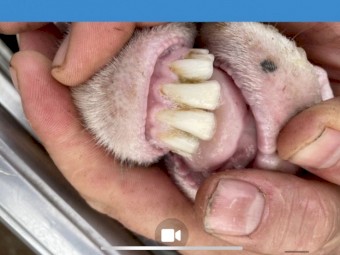 Maiden MPM ewes with Glendemar lambs at foot