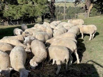 Shedding Sheep - Wiltipoll Commercial Breeding Ewes Available
