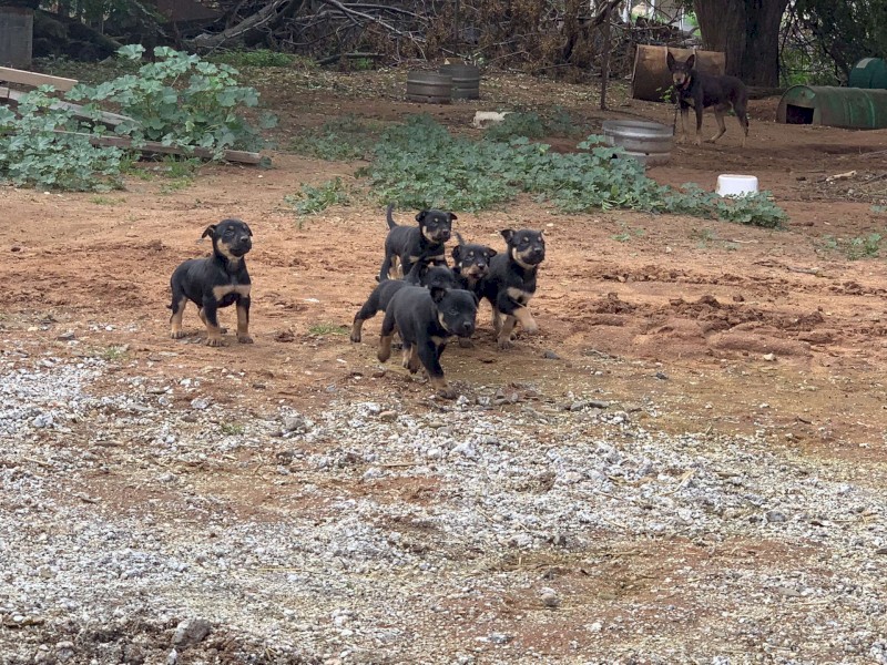 Kelpie pups