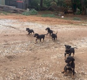 Kelpie pups