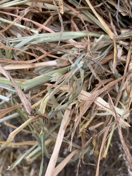 Round Bales of Barley / Wheat Hay