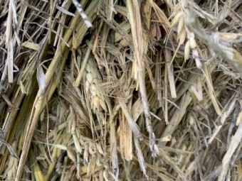 Round Bales of Barley / Wheat Hay