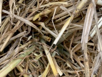 Round Bales of Barley / Wheat Hay