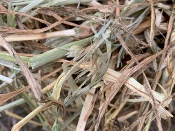 Round Bales of Barley / Wheat Hay