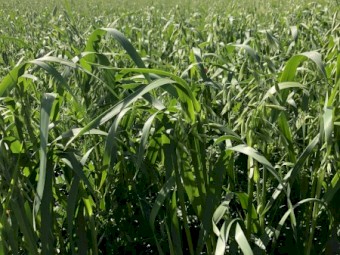 Oaten / Vetch Hay - No rain damage 