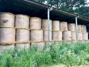 Hay round bales 4ft pasture