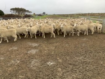 WANTED X-Bred/Composite lambs