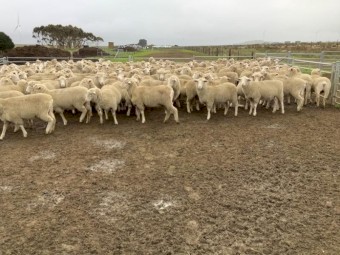 WANTED X-Bred/Composite lambs