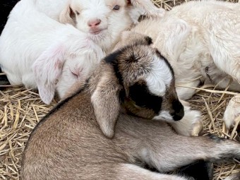 Healthy Sheep/Goats For Sale At Affordable Prices 