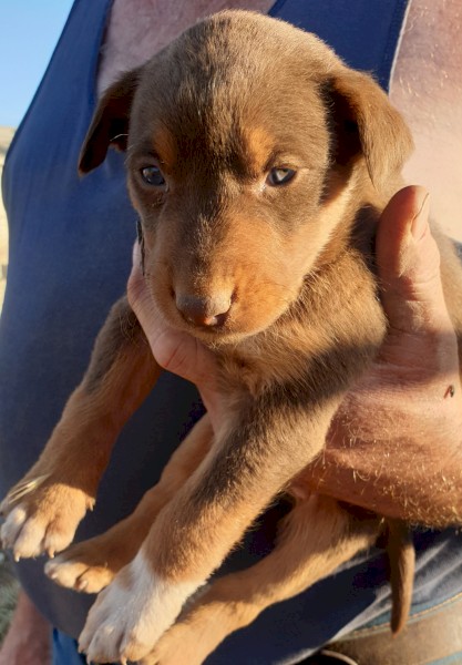 Kelpie Pups