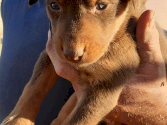 Kelpie Pups