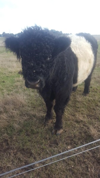 Belted Galloway Bull